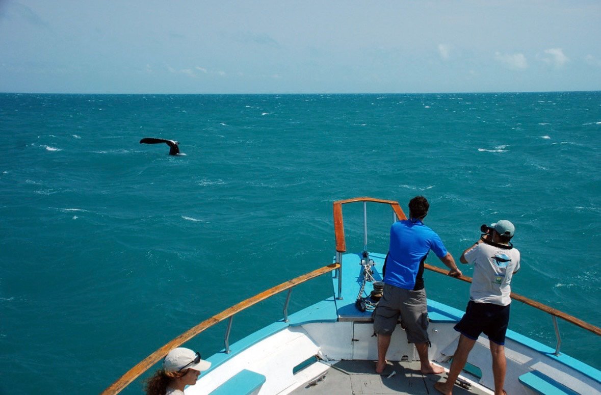 Capacitação oferecida pela Setur-BA qualifica turismo de avistamento de baleias